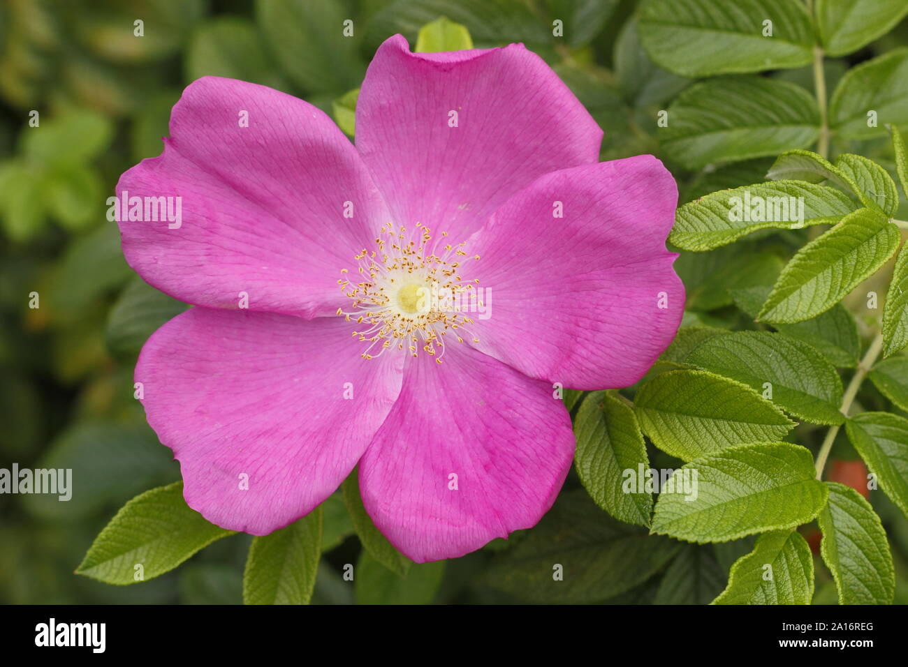 Rosa rugosa 'Rubra'. Blossom of the Red Japanese rose in a hedge in early autumn. UK Stock Photo
