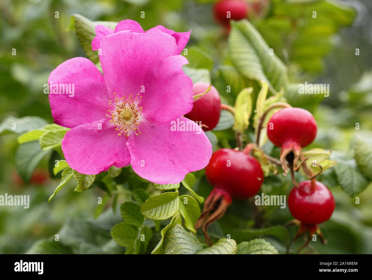 Rosa rugosa 'Rubra'. Blossom and hips of the Red Japanese rose in early autumn. UK Stock Photo