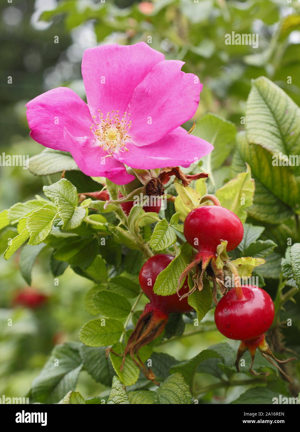 Rosa rugosa 'Rubra'. Blossom and hips of the Red Japanese rose in early autumn. UK Stock Photo