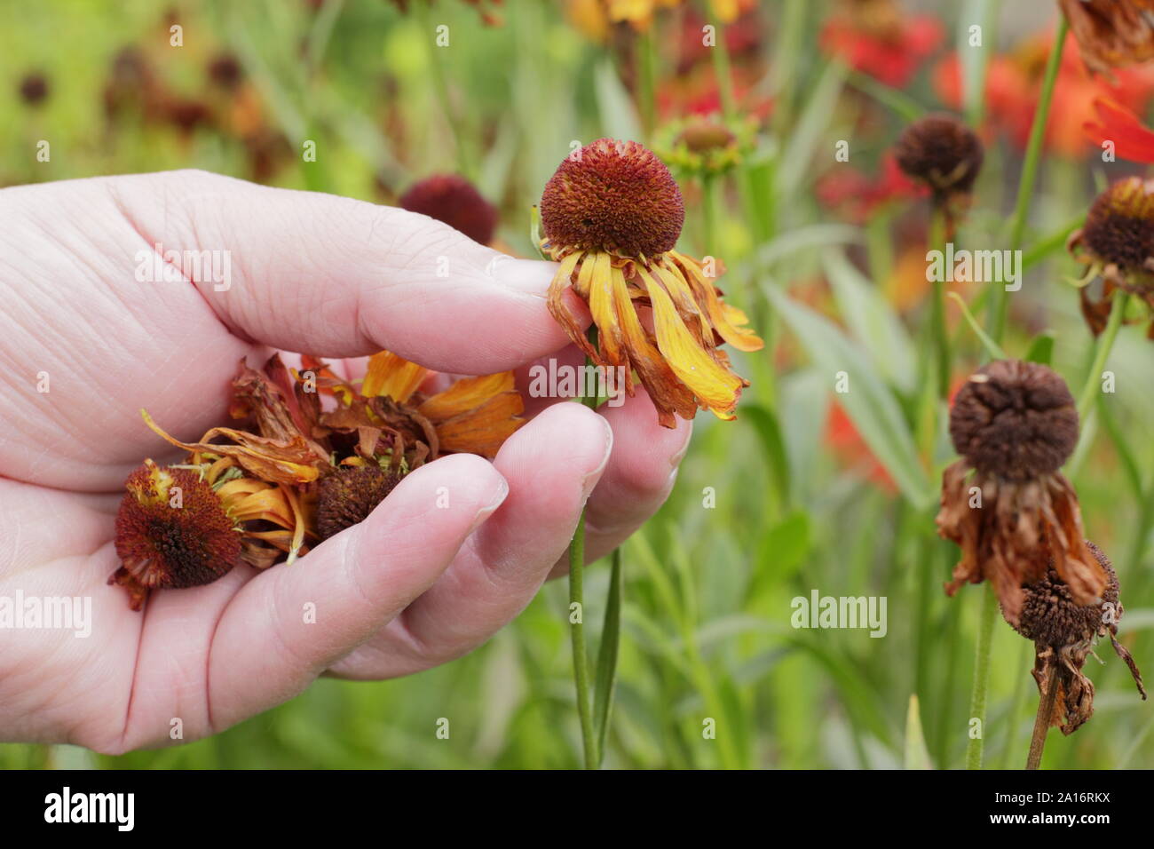 Deadheading heleniums to promote further flowering. UK Stock Photo