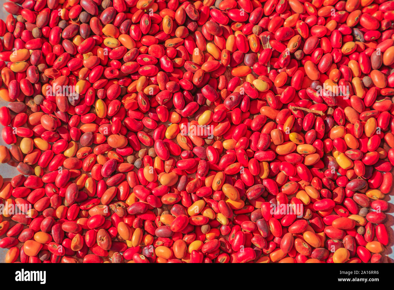 Sandalwood seeds used for hundreds of years by Australian Aboriginals as food source and traditional remedy for skin and internal complications thanks Stock Photo