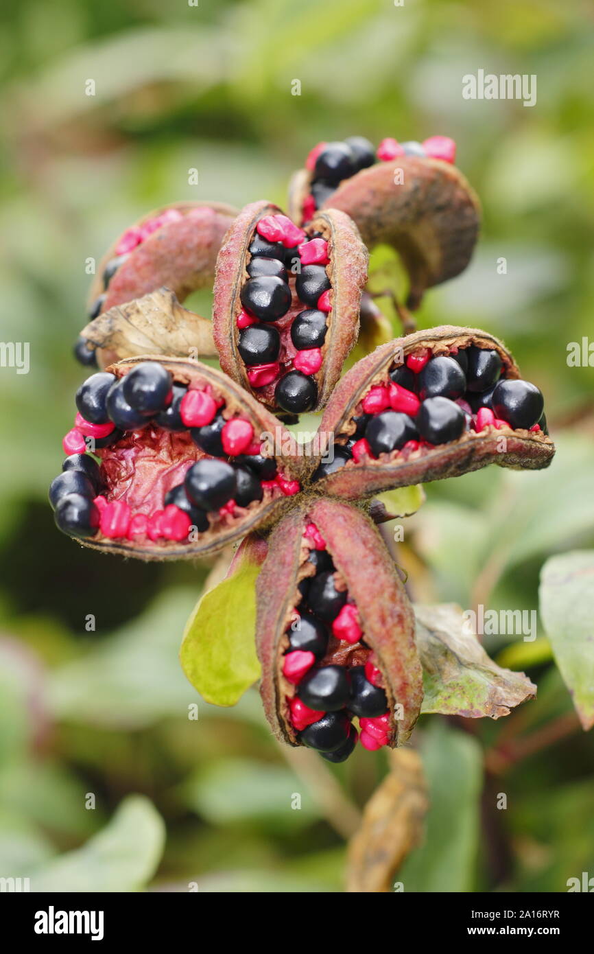 Paeonia mlokosewitschii. Ornamental seed pods of 'Molly the witch' peony in early autumn. UK Stock Photo