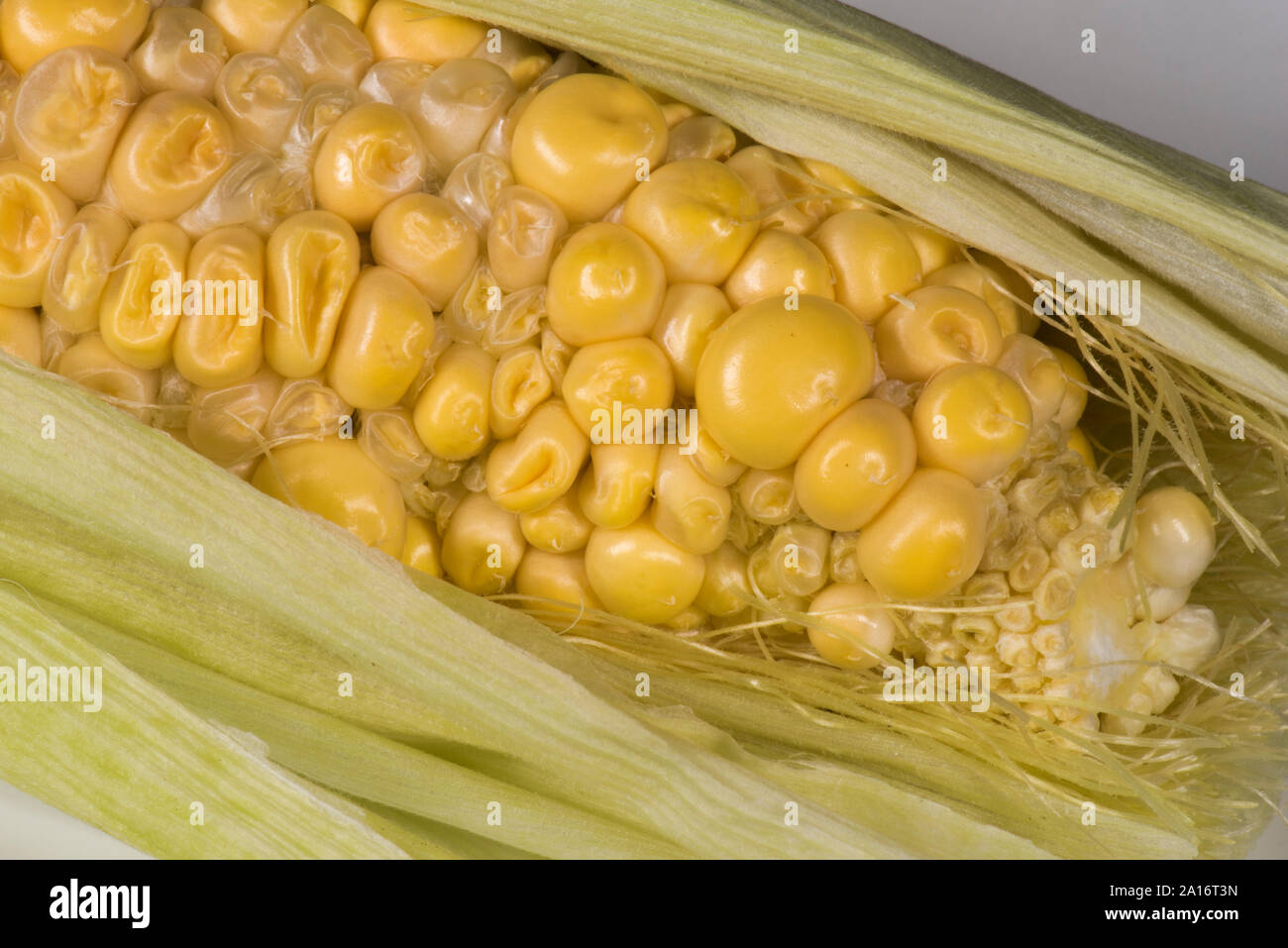 Poorly and unevenly pollinated exposed kernels on a  ripe cob of sweet corn (Zea mays), undeveloped and partly fertilized,  Berkshire, September, Stock Photo