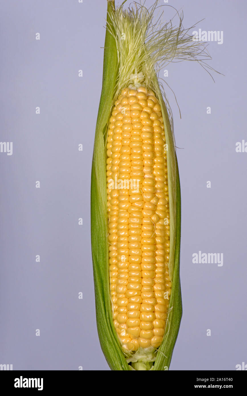 Partly exposed kernels on a  ripe cob of sweet corn (Zea mays) grown in a vegetable garden, Berkshire, September, Stock Photo