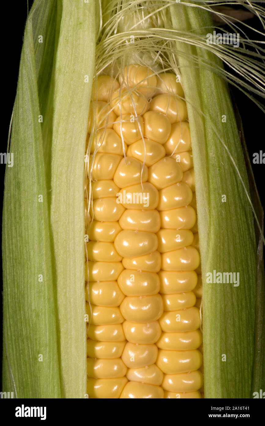 Partly exposed kernels on a  ripe cob of sweet corn (Zea mays) grown in a vegetable garden, Berkshire, September, Stock Photo