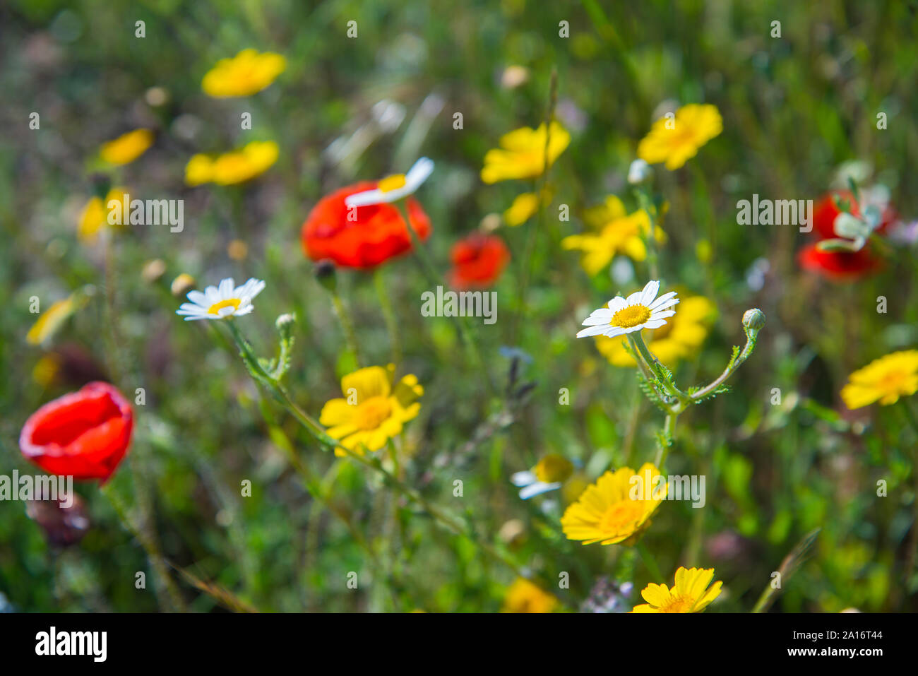 Wild flowers background hi-res stock photography and images - Alamy