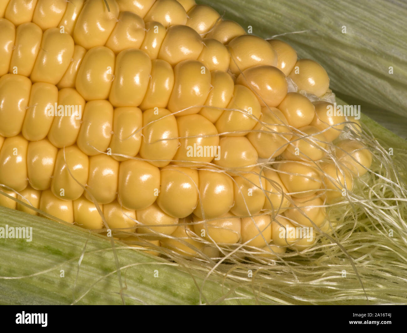 Partly exposed kernels on a  ripe cob of sweet corn (Zea mays) grown in a vegetable garden, Berkshire, September, Stock Photo