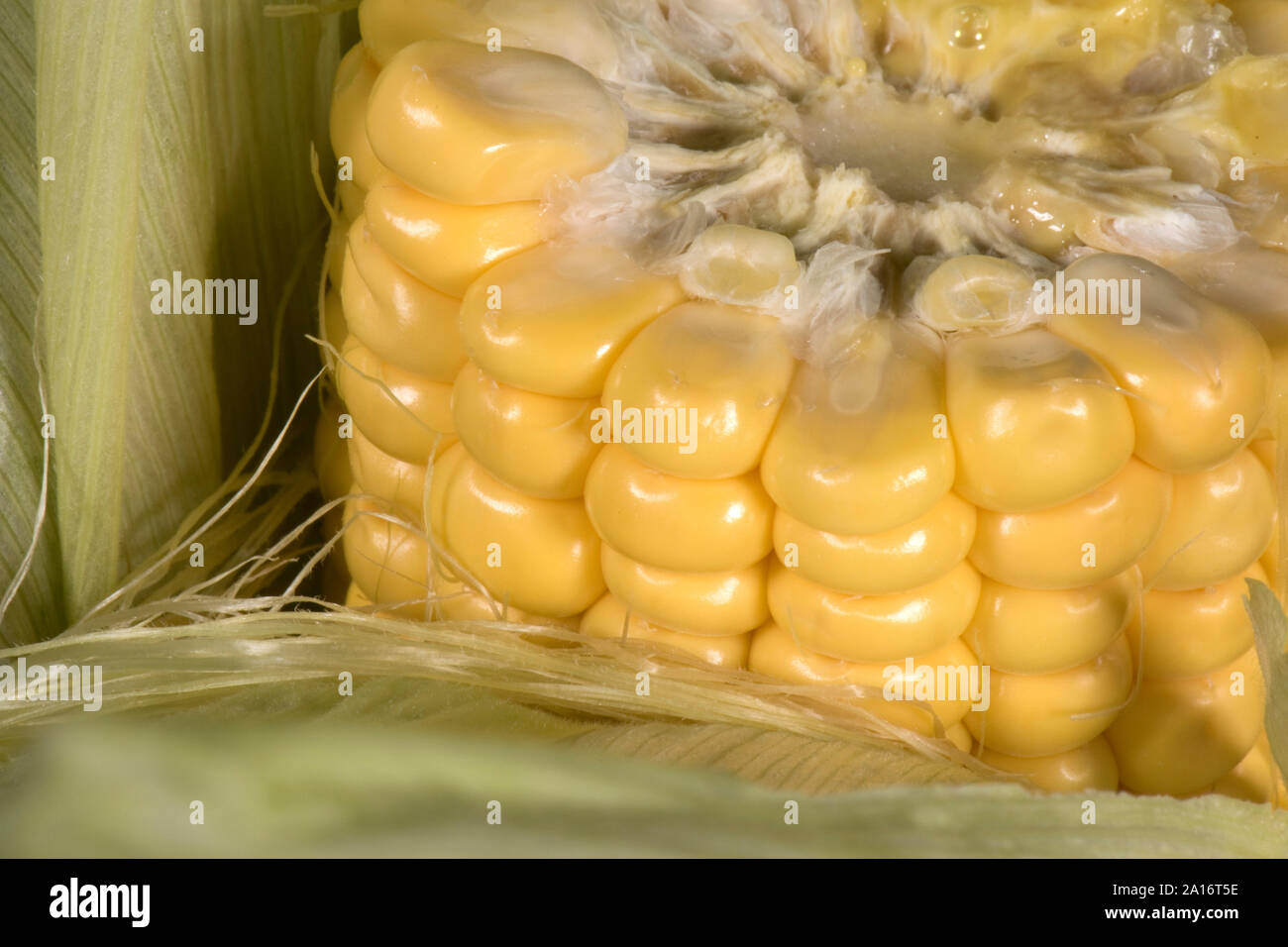 Exposed  ripe cob of sweetcorn (Zea mays) cross section to show structure and attachment of kernels, Berkshire, September, Stock Photo