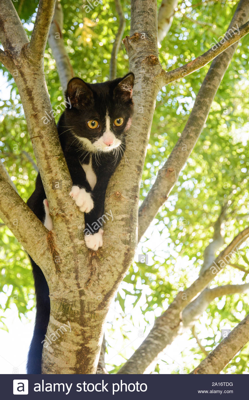 Black And White Cat Tree Trunk Stock Photos & Black And White Cat Tree
