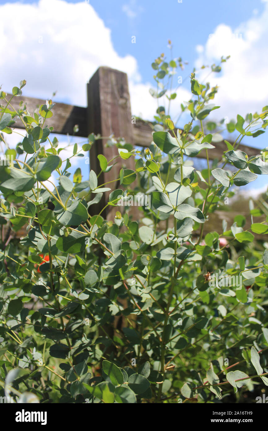 Bunch of Eucalyptus Growing In Front Of Brown Board Fence Stock Photo