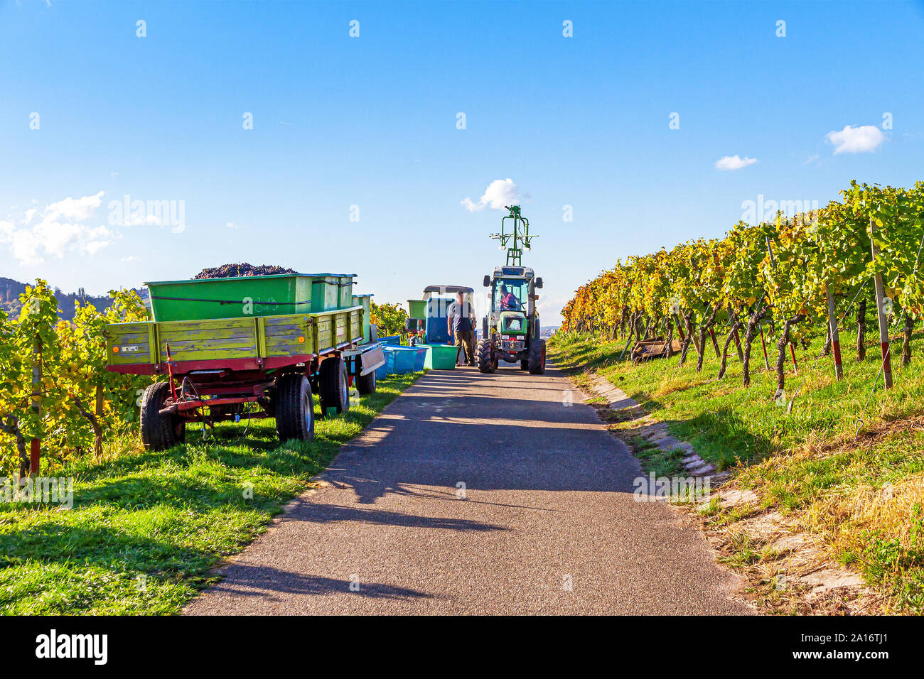 Grape, Wine Harvest in Autumn, Remstal Germany Stock Photo