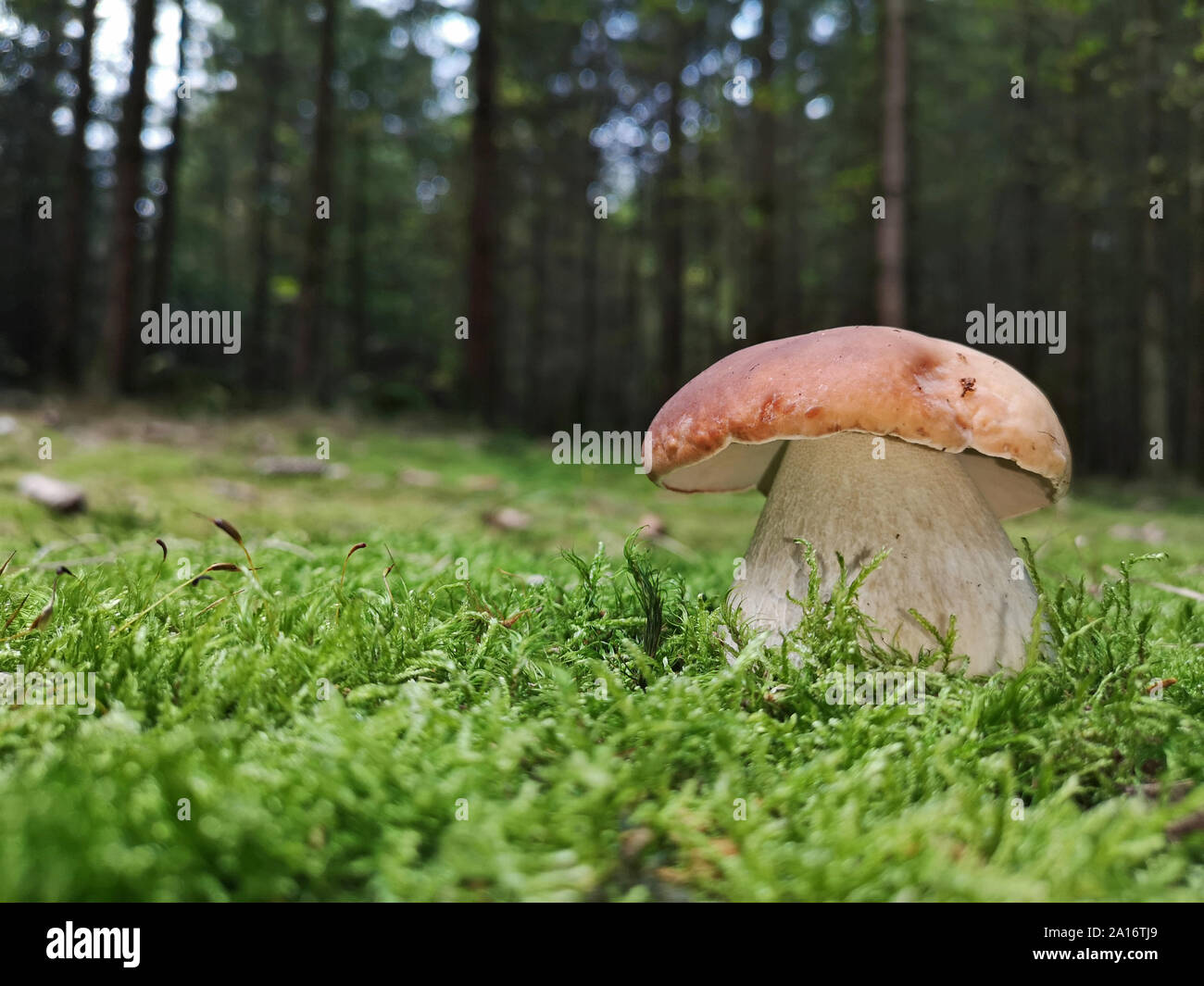 close up of Boletus aestivalis, mushroom in moss with forest background, copy space Stock Photo