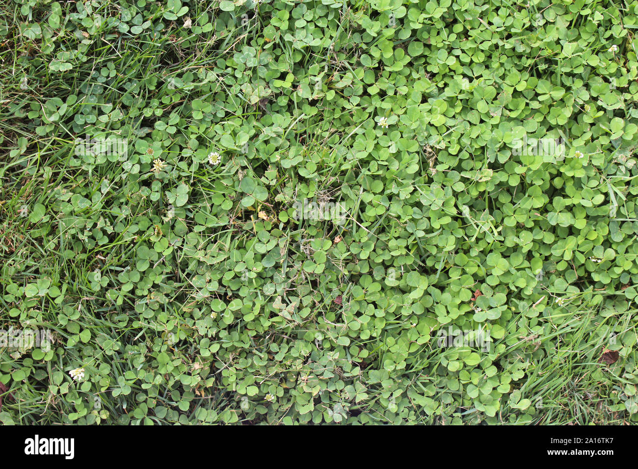 Patch of grass hires stock photography and images Alamy