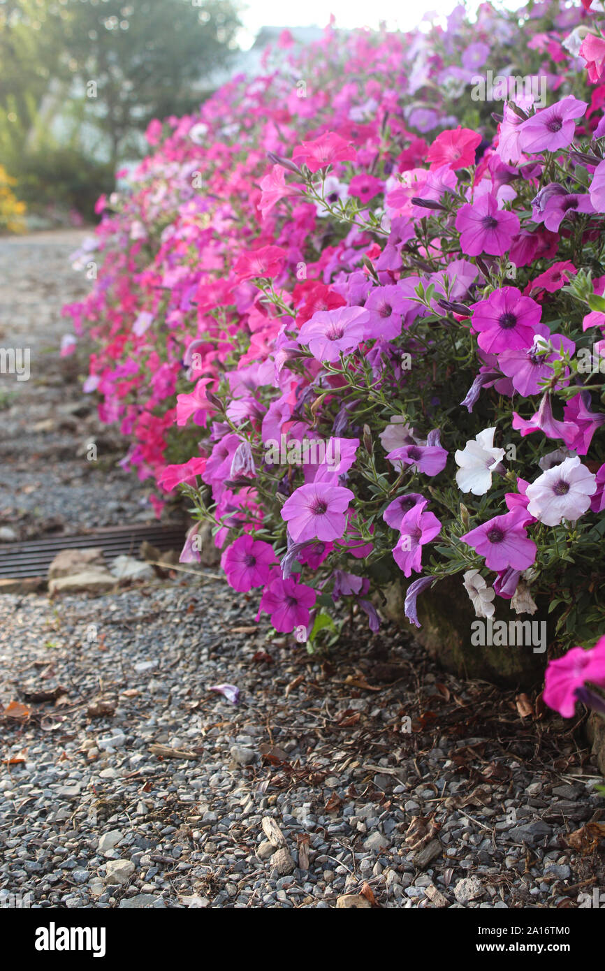 Shades of Pink Wave Petunias In Full Bloom During Summer Stock Photo