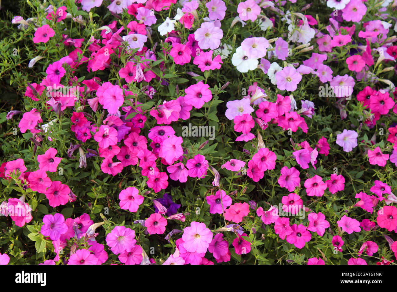 Wave petunias hires stock photography and images Alamy