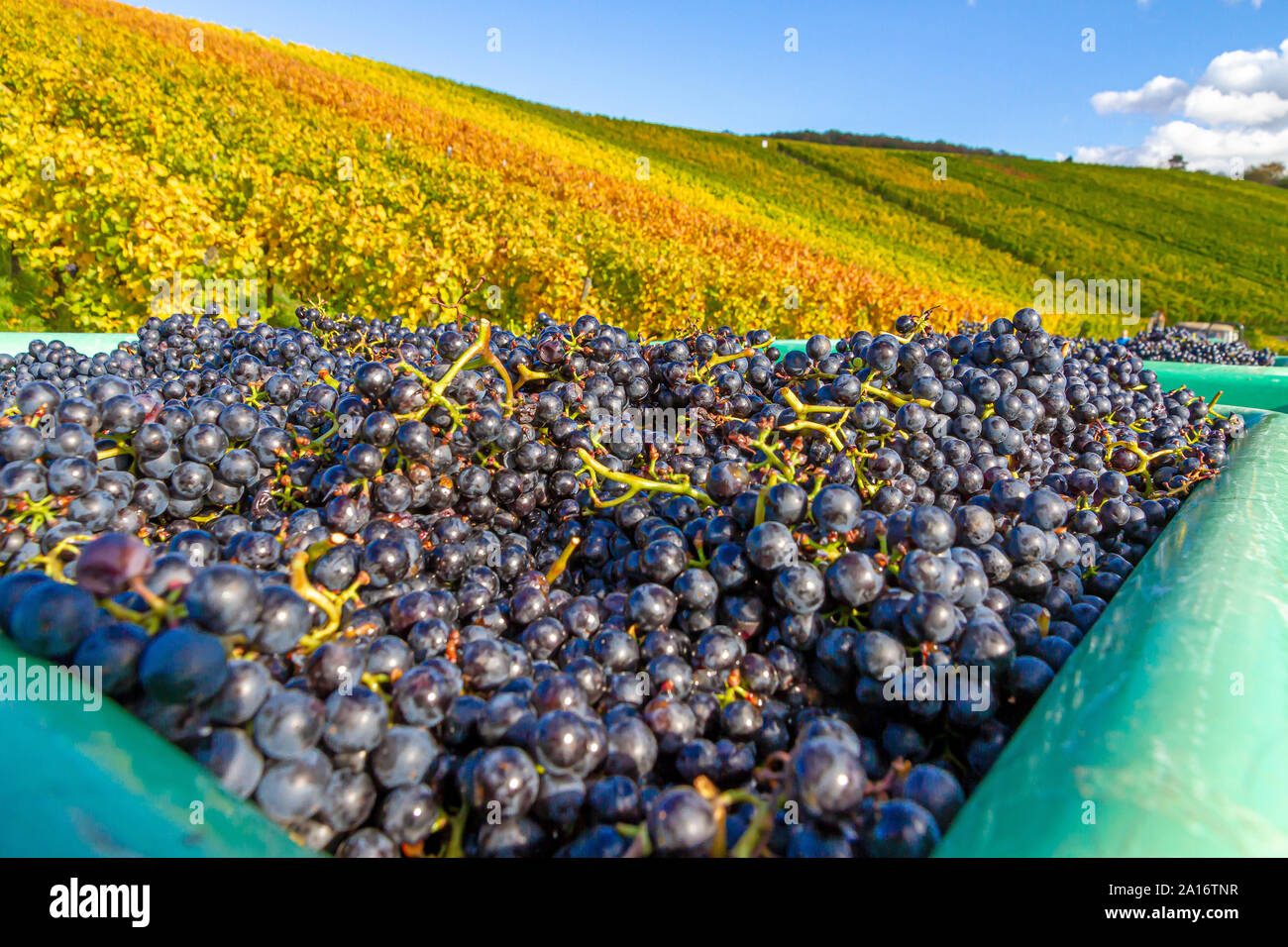 Grape, Wine Harvest in Autumn, Remstal Germany Stock Photo