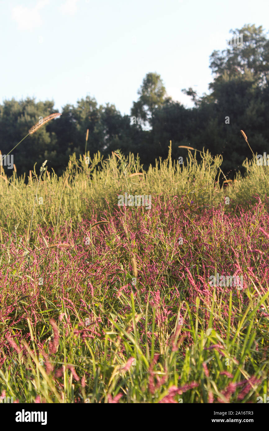 Pink Lady's Thumb Field Weed In Ohio Stock Photo