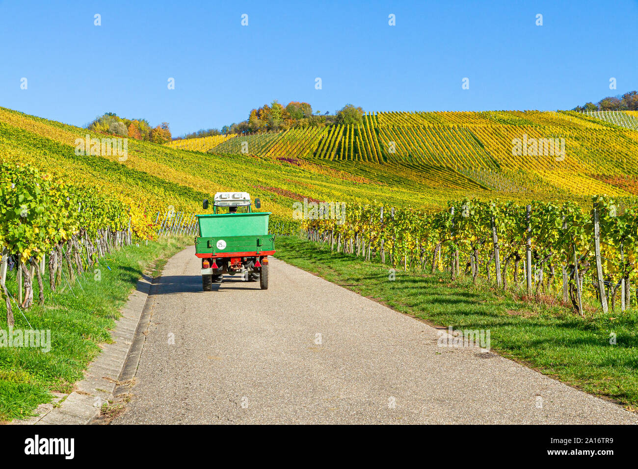 Grape, Wine Harvest in Autumn, Remstal Germany Stock Photo