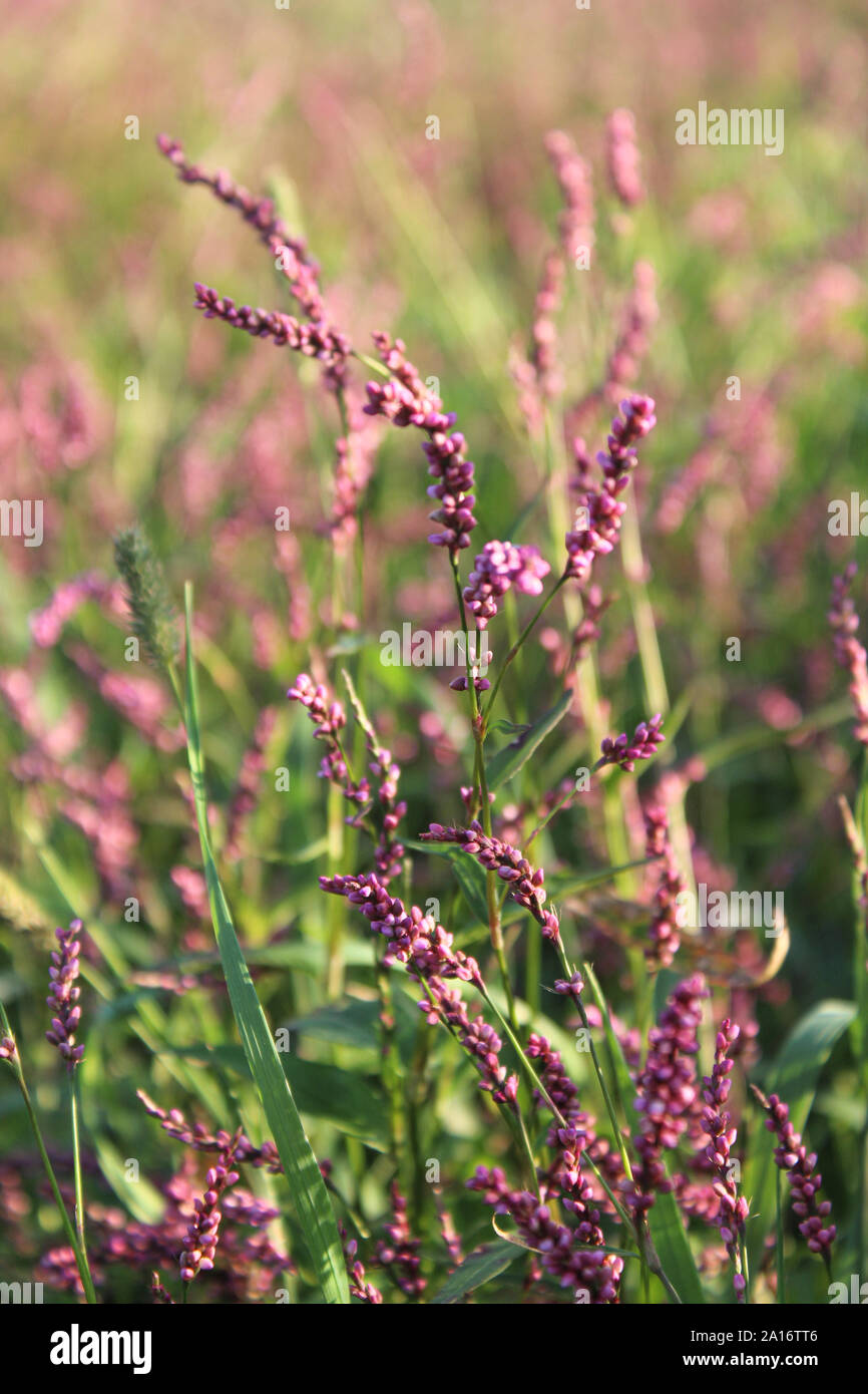 Close Up Of Pink Lady's Thumb Field Weed In Ohio Stock Photo