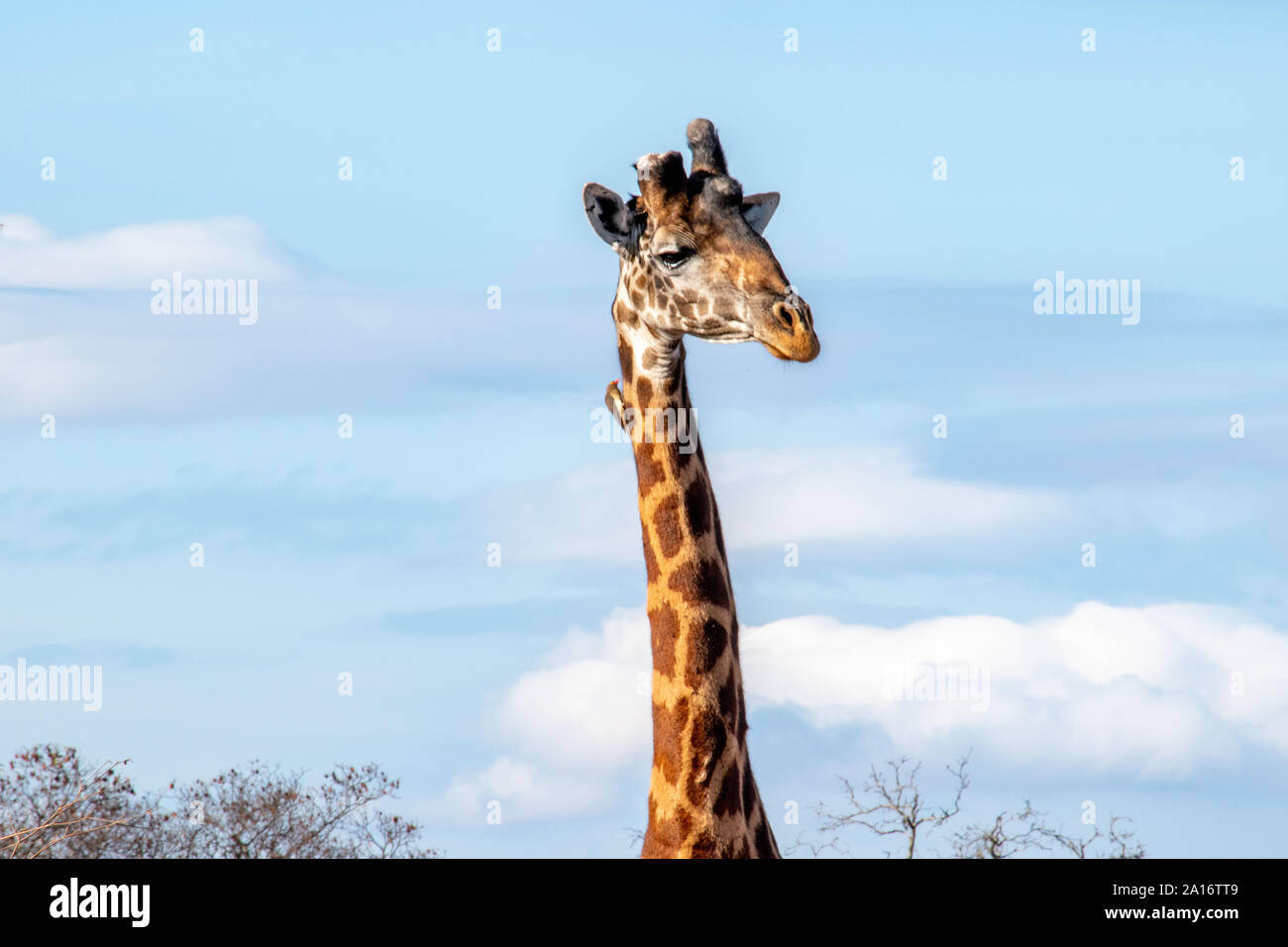 Close up of neck and face of giraffe with Oxpecker bird eating ticks