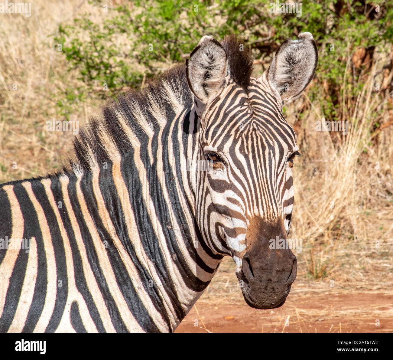 Zebra face hires stock photography and images Alamy