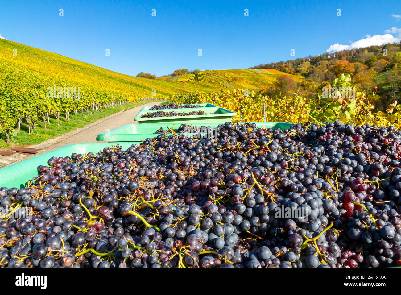 Grape, Wine Harvest in Autumn, Remstal Germany Stock Photo