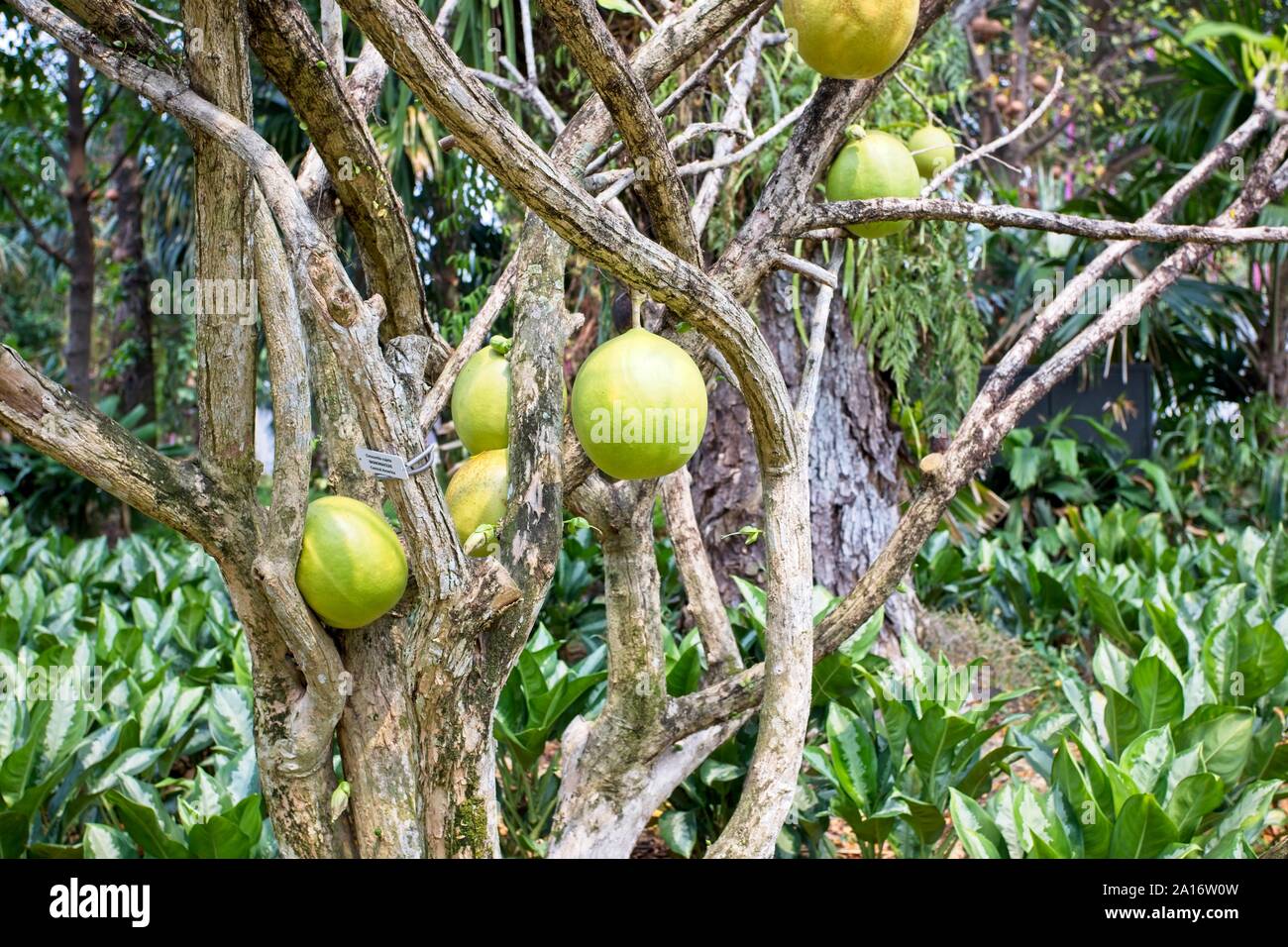 Fruit Of The Calabash Tree Crescentia Cujete Stock Photo Alamy