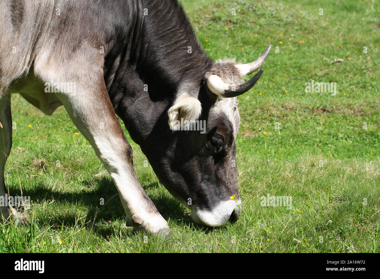 close up of Cow grazing on meadow, eating grass Stock Photo