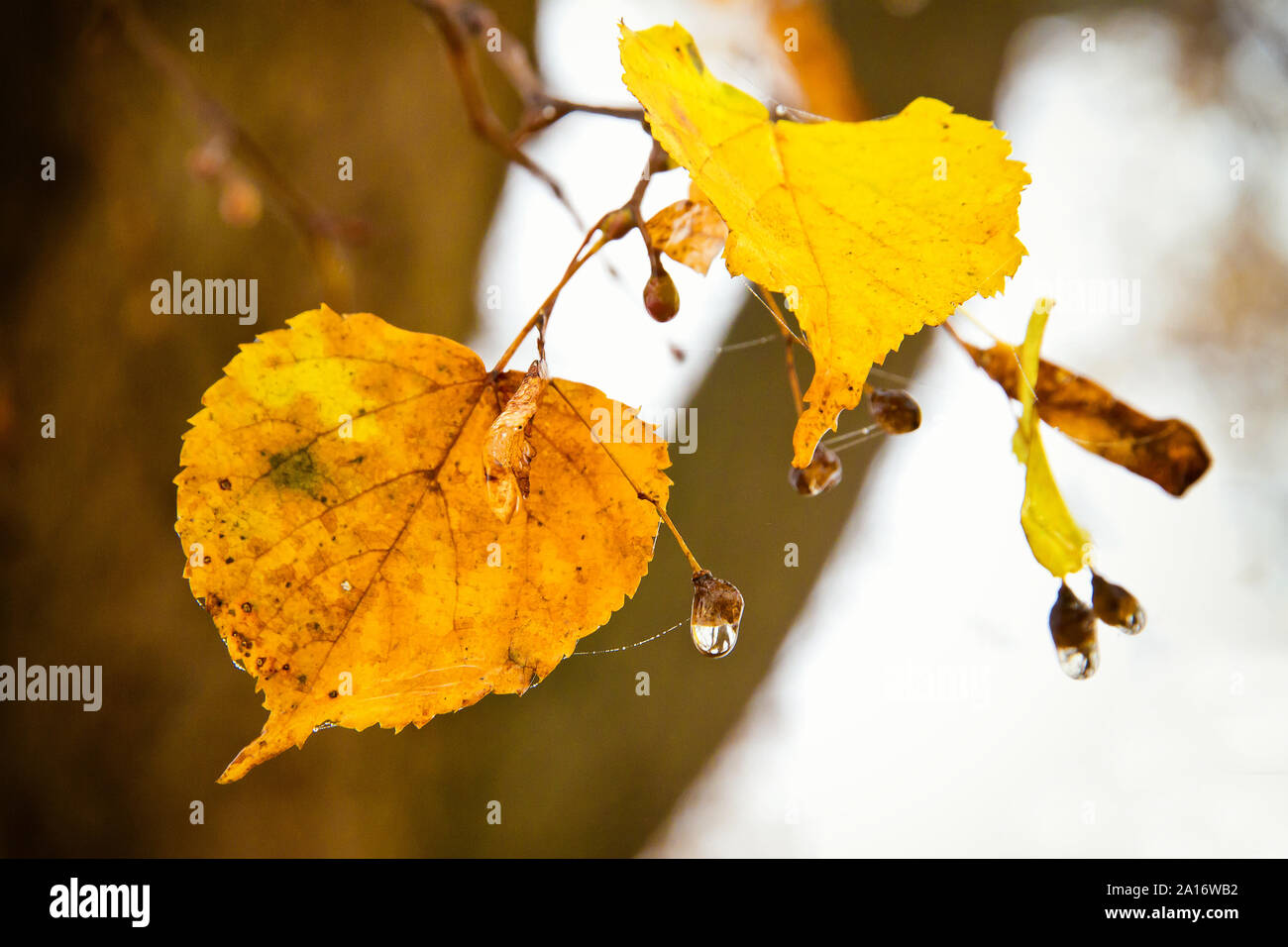 Birch leaf with dew drops in autumn Stock Photo
