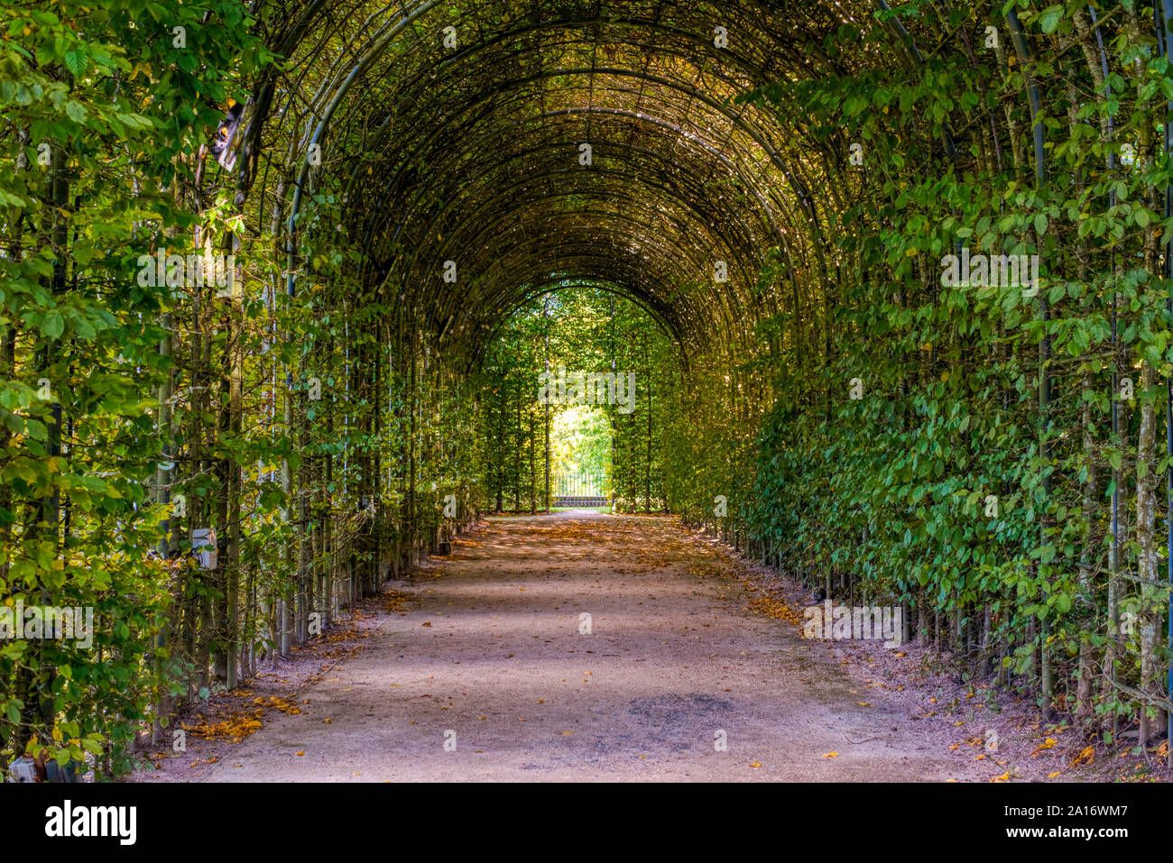Green archway tunnel at Alnwick Castle Gardens, Northumberland, UK Stock Photo