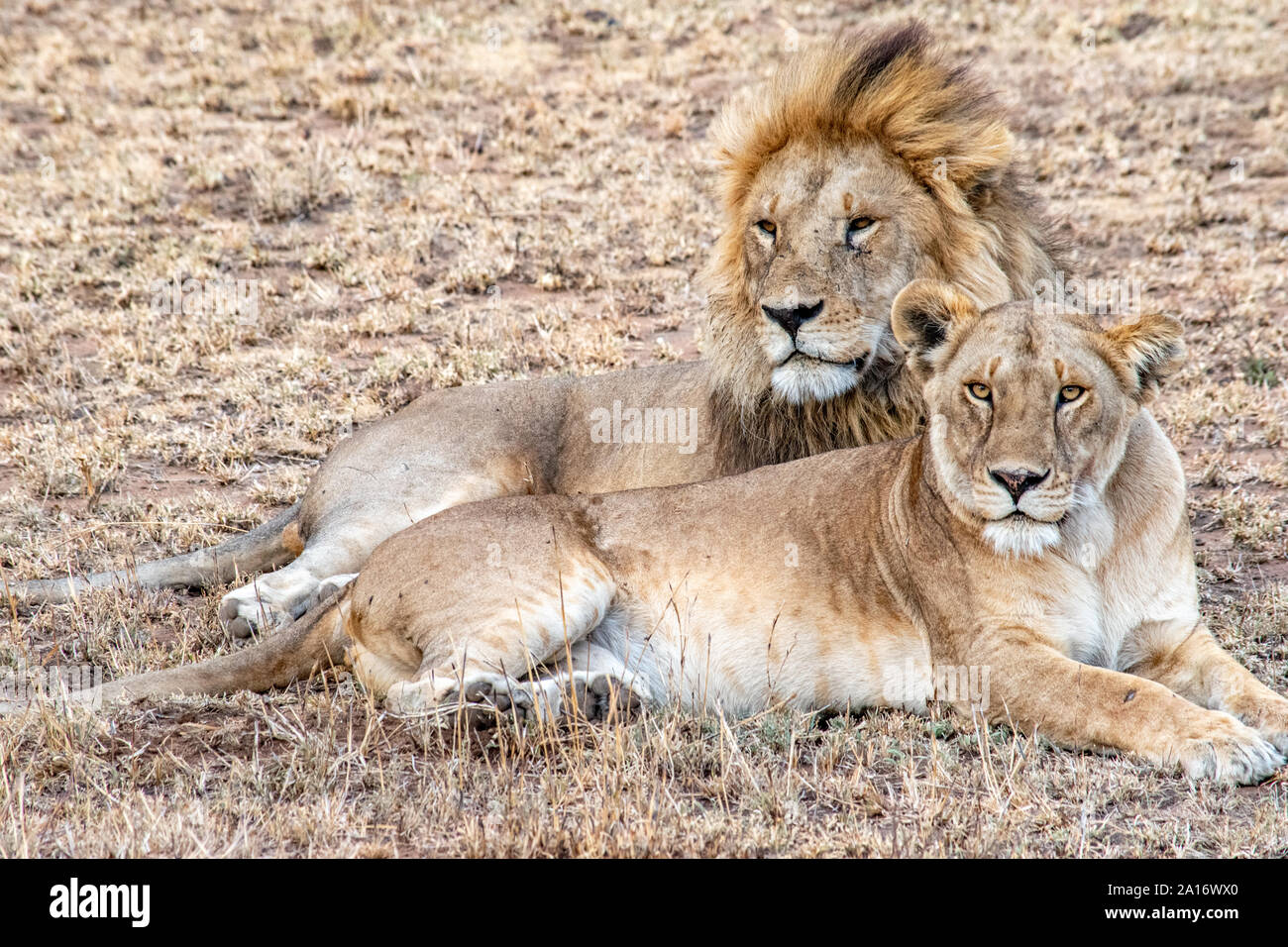 Lions Mating High Resolution Stock Photography and Images Alamy