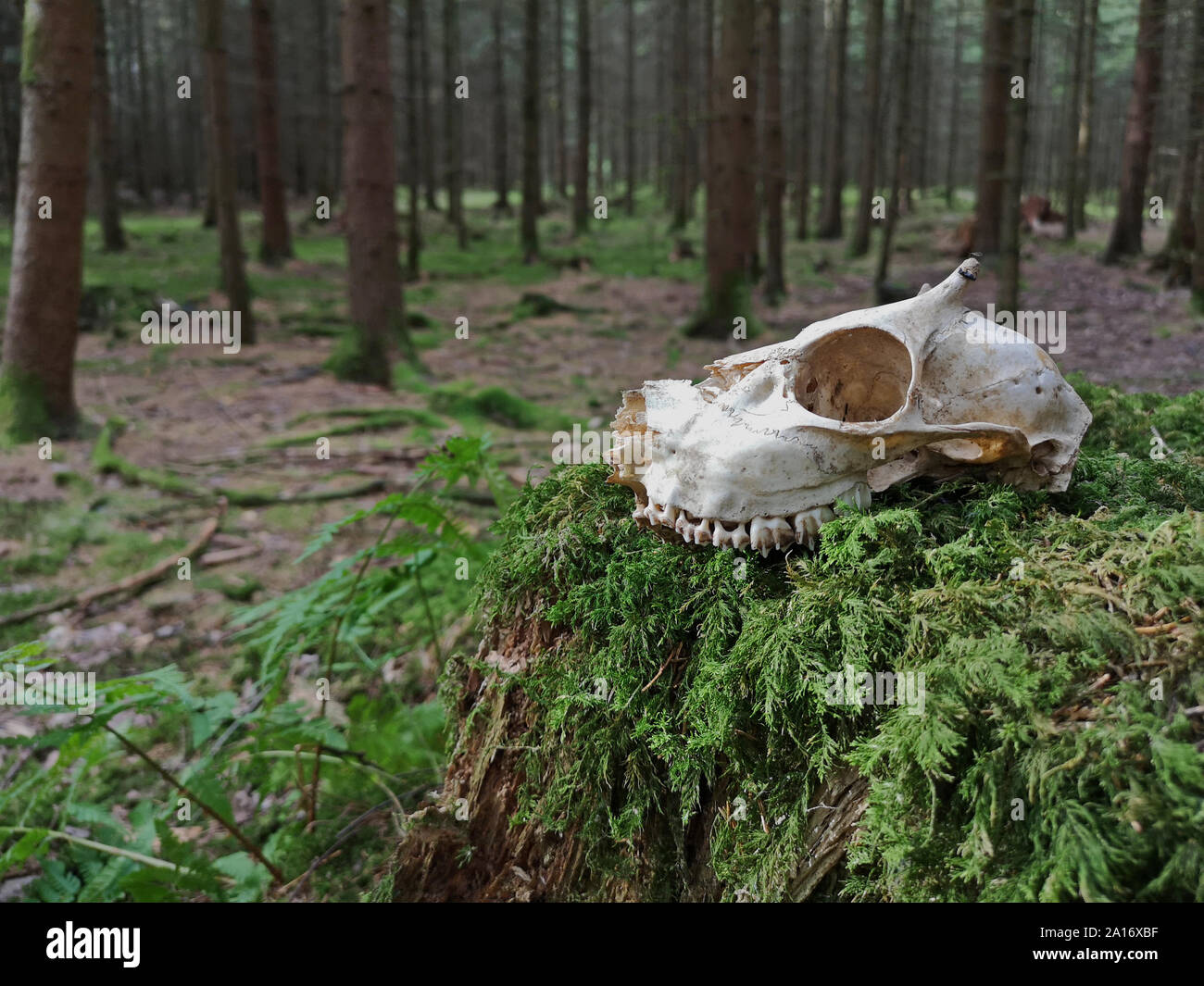 Skull of a young roe deer on moss in the forest with trees on the background Stock Photo