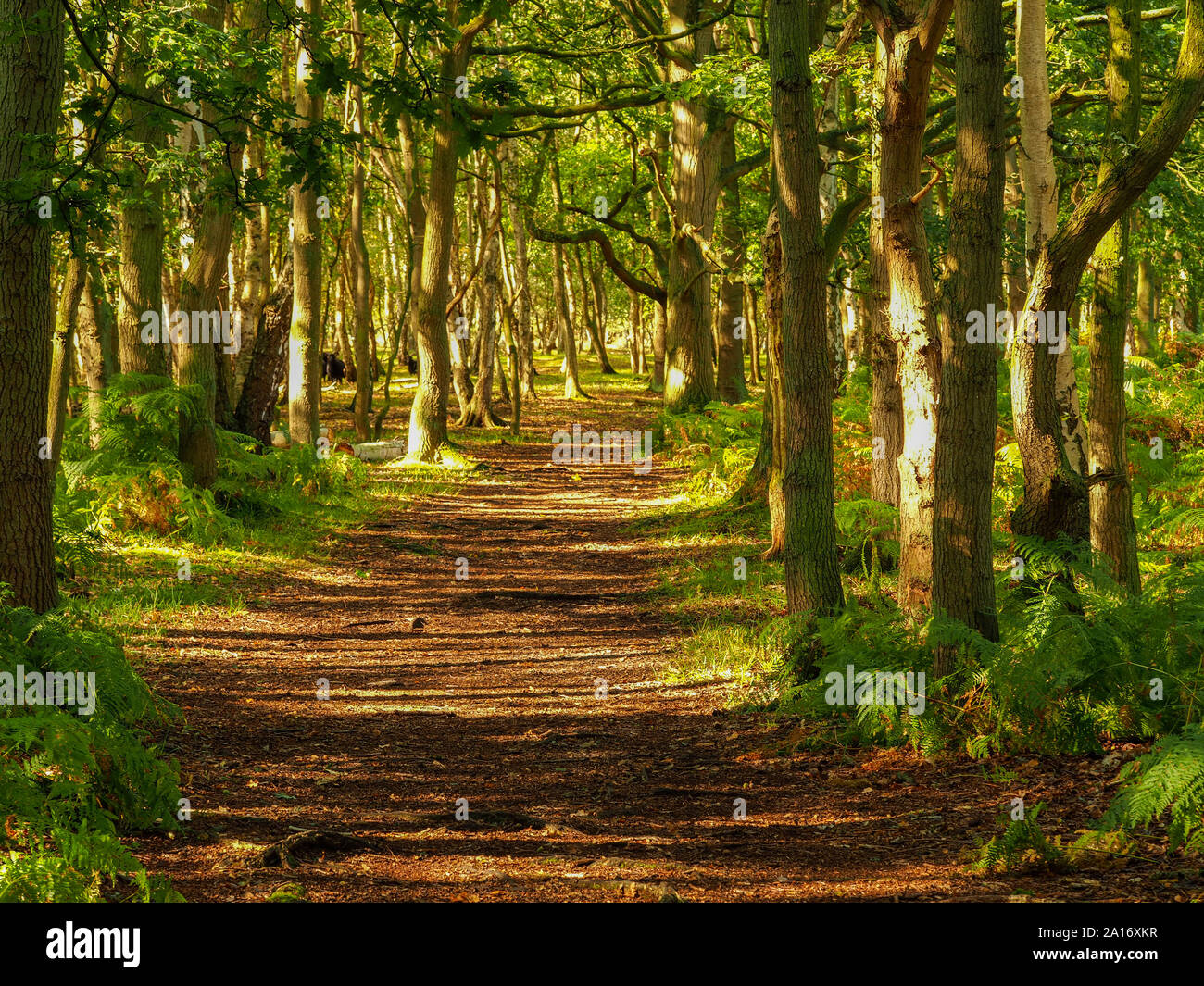 Path through shady woods at Skipwith Common National Nature Reserve, North Yorkshire, England, on a sunny morning Stock Photo