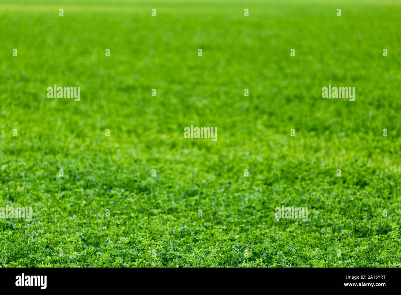 horizonless and edgeless green field agricultural background with selective focus and blur Stock Photo