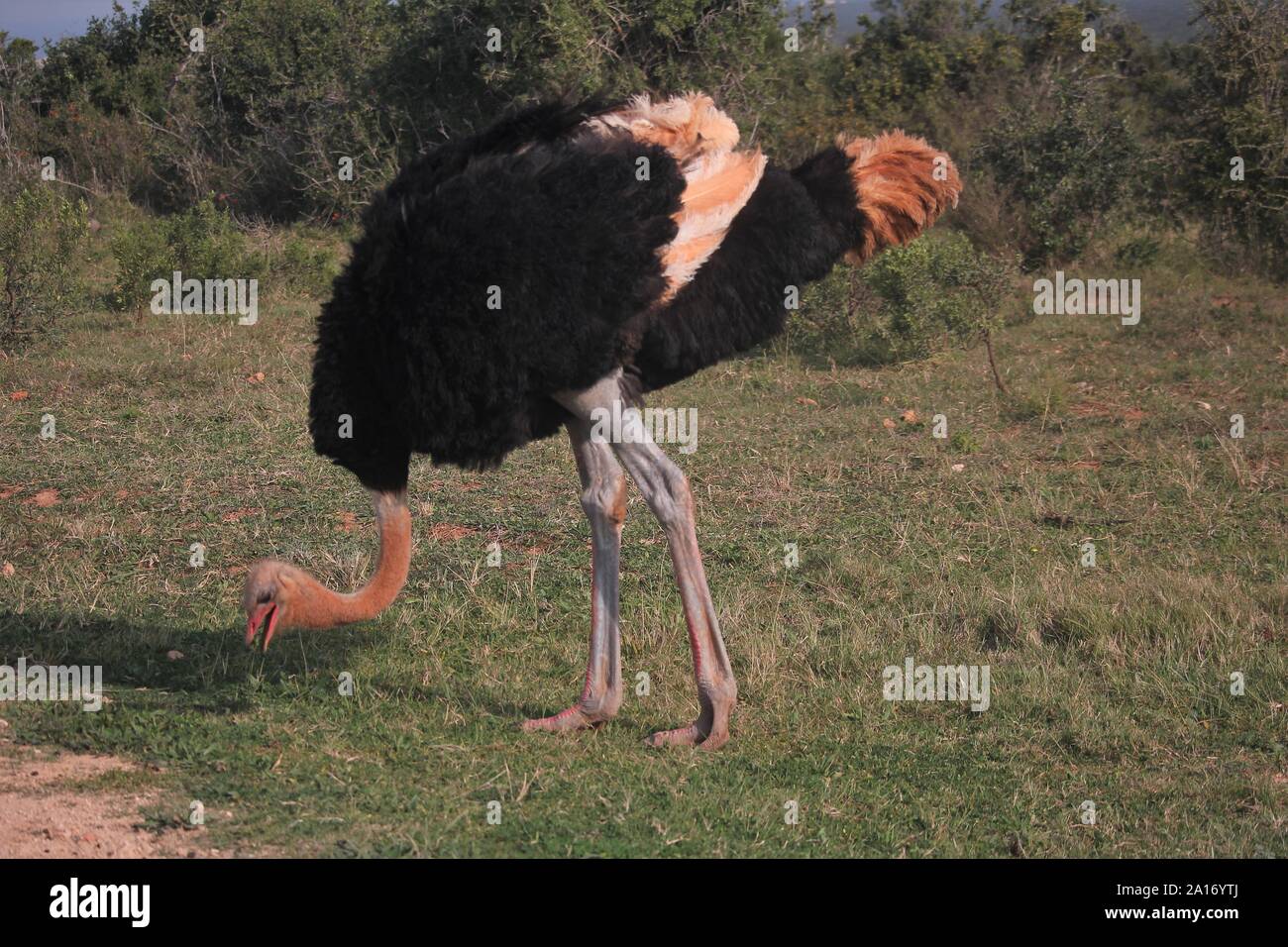 African Ostrich (Struthio camelus) at Addo Elephant National Park, Eastern Cape, South Africa Stock Photo