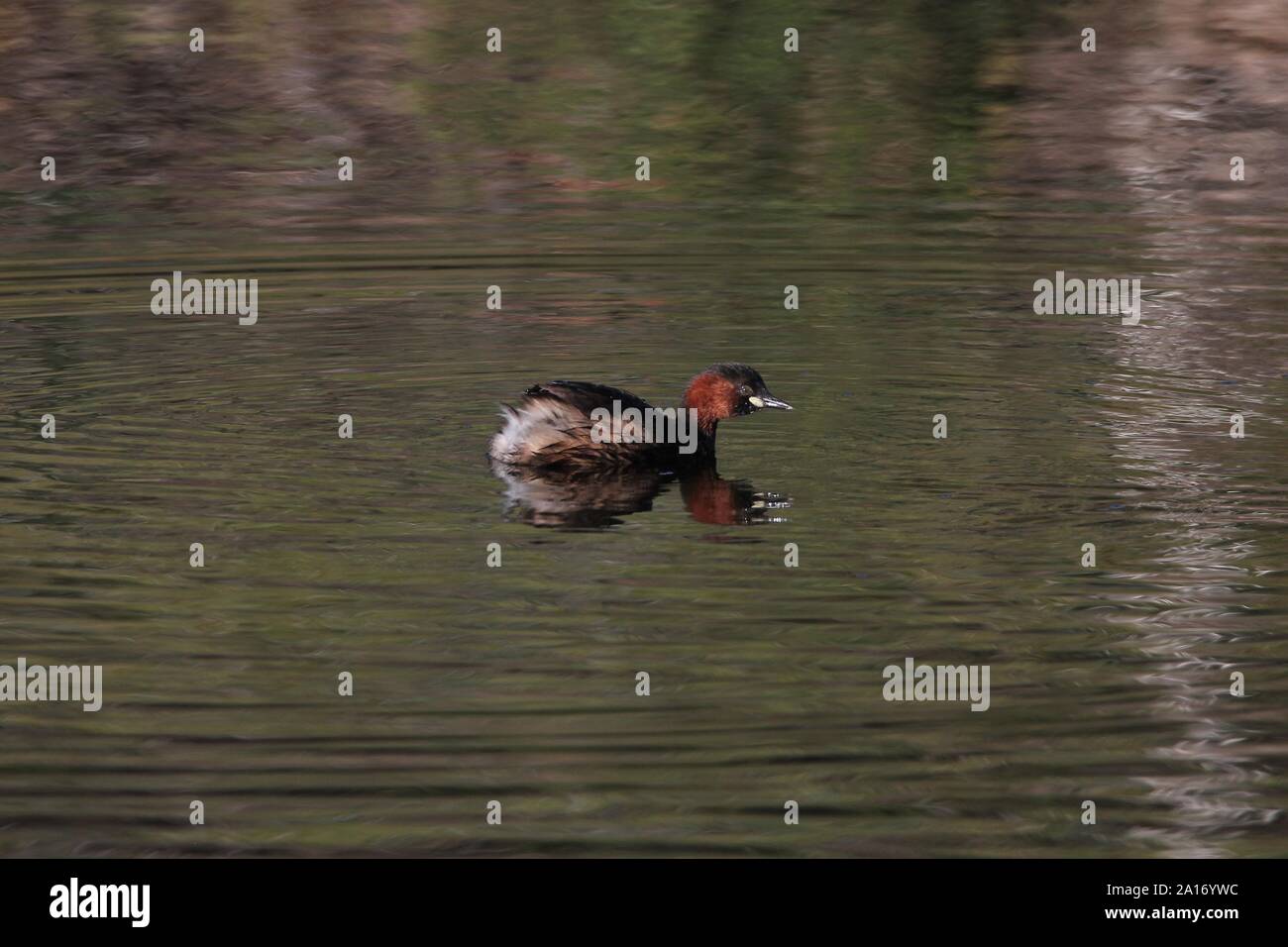 Little Grebe (Podiceps ruficollis) on a kloof at Natures Landing, Kenton-on-Sea, Eastern Cape, South Africa Stock Photo
