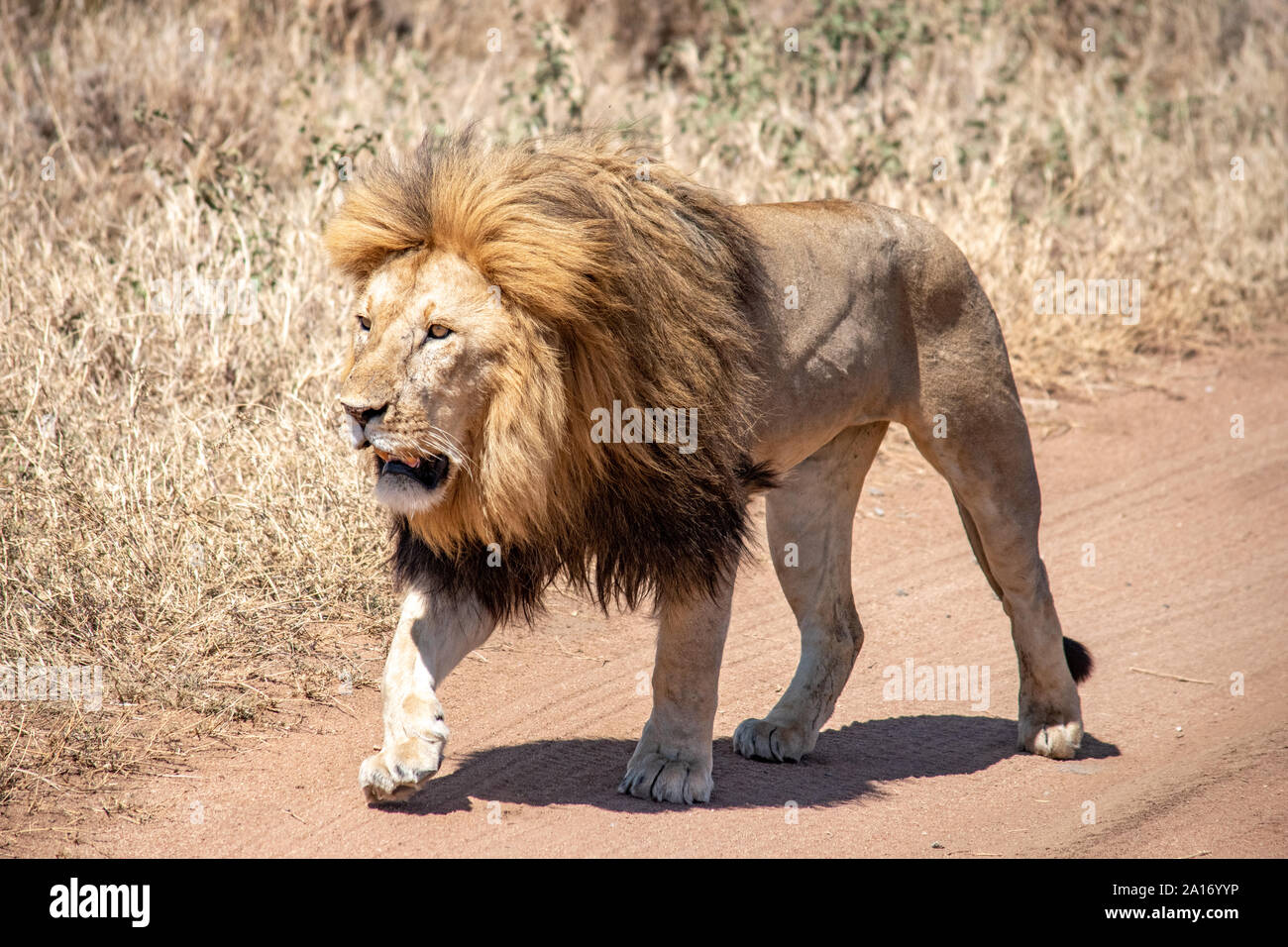 Лекси Белламен жыныстық қатынасты HD сапада көріңіз