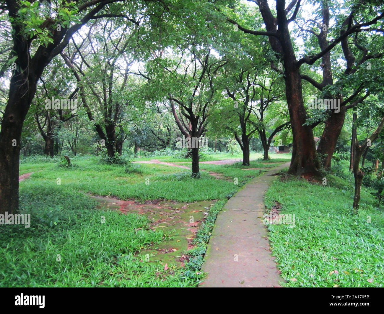 Beautiful road in the garden with trees Stock Photo - Alamy