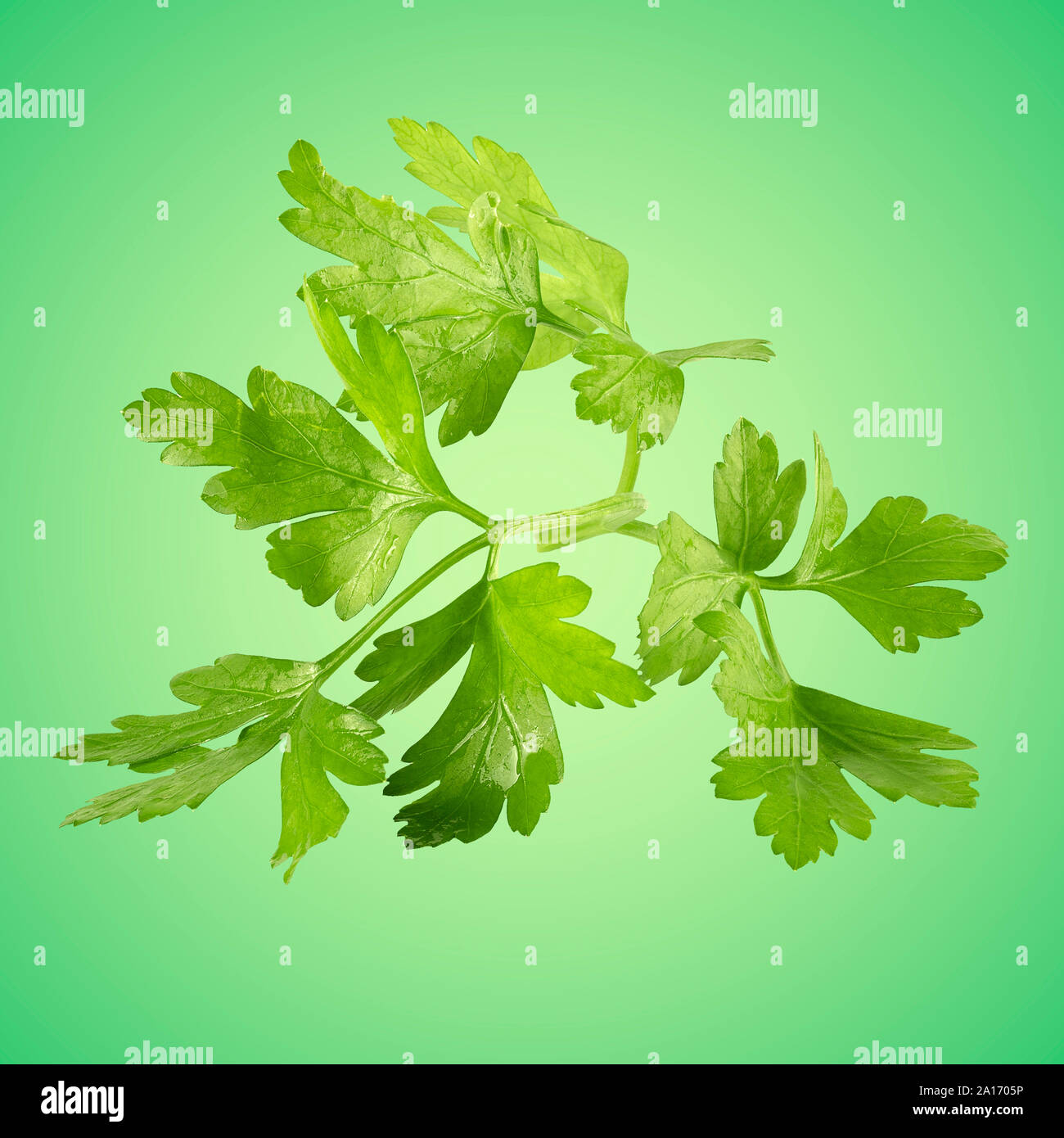 Fresh sprig of parsley isolated on colored background Stock Photo