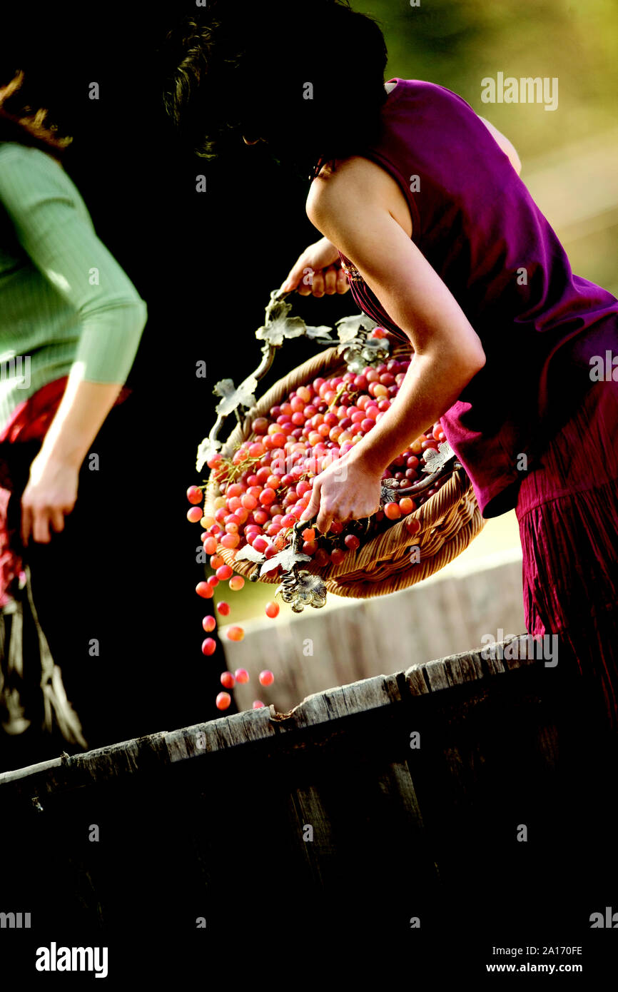 Woman pouring red grapes into a vat. Stock Photo