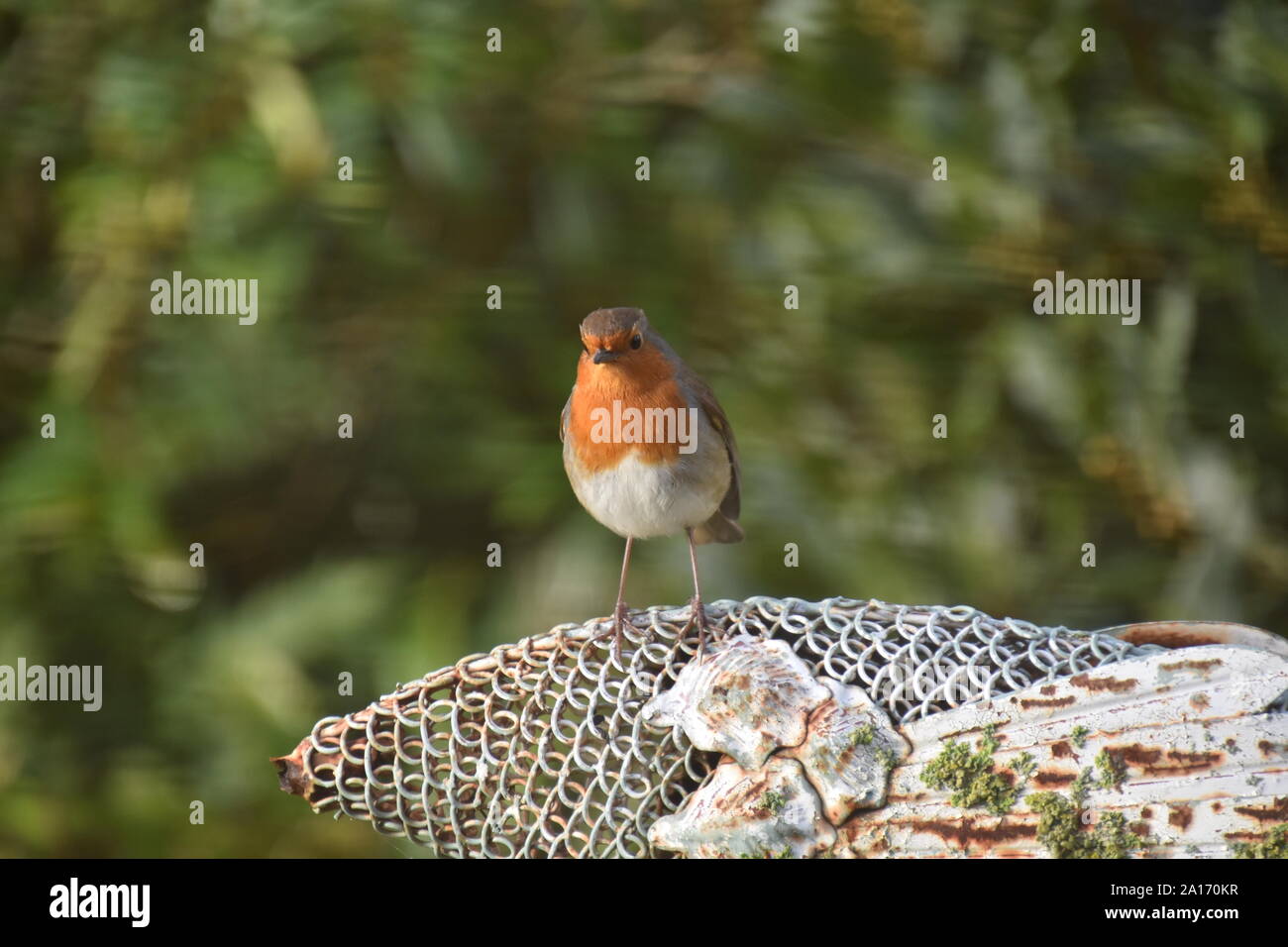 Robin on garden ornament in spring. Stock Photo