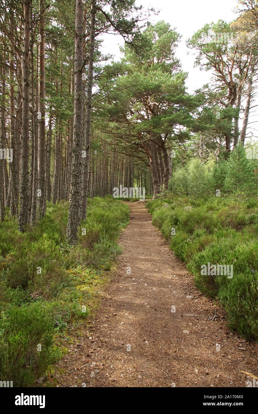 Glenmore Forest Park, Glenmore, Aviemore, Cairngorms Stock Photo