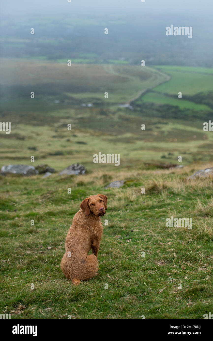vizsla dog on a hillside Stock Photo