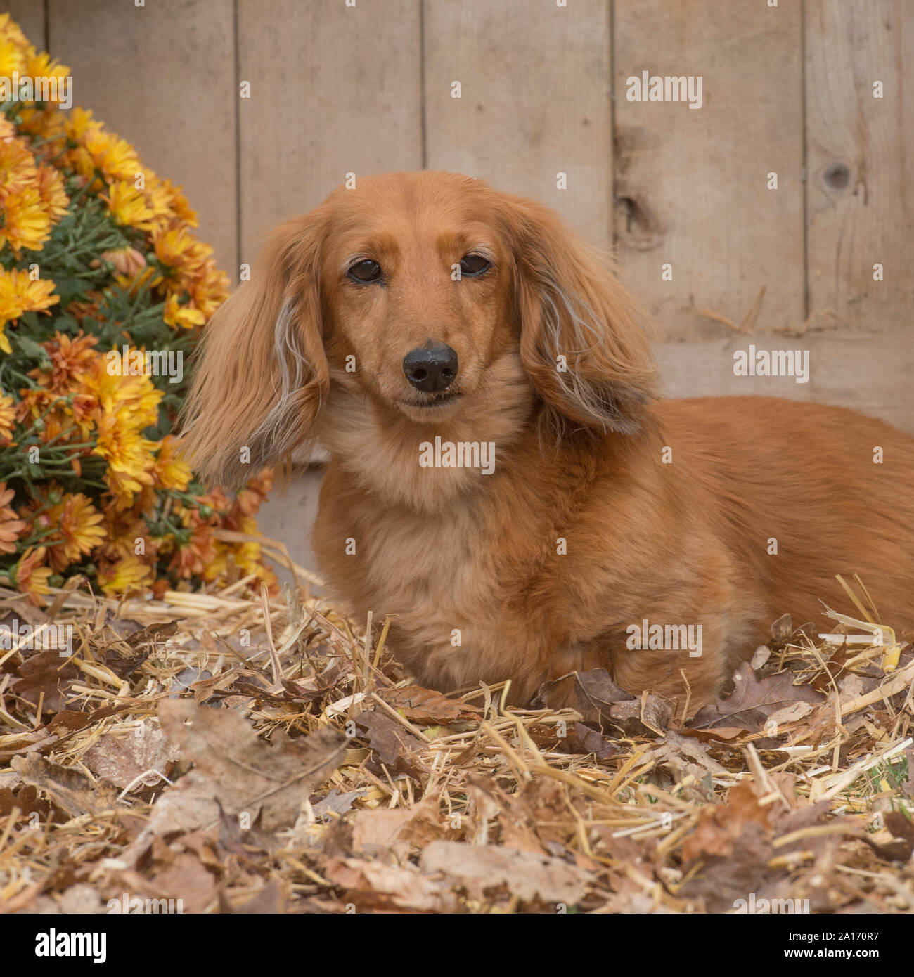 Long Haired Sausage Dog Stock Photos Long Haired Sausage Dog