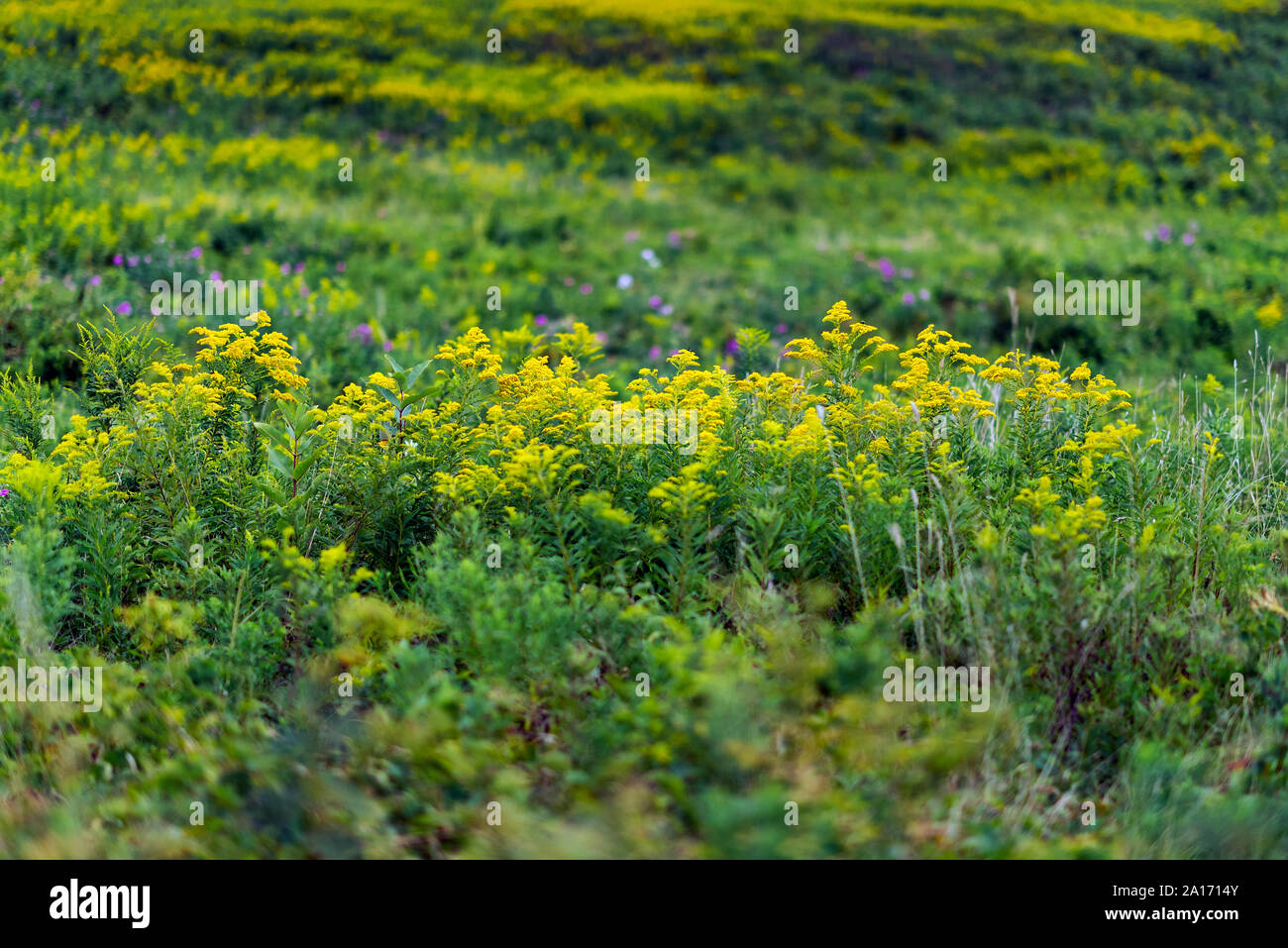 Coastal meadow with blooming Goldenrod, Fort Hill, Eastham, Massachusetts, USA. Stock Photo