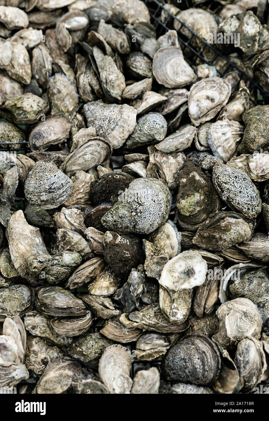 Fresh oyster harvest, Wellfleet, Cape Cod, Massachusetts, USA. Stock Photo