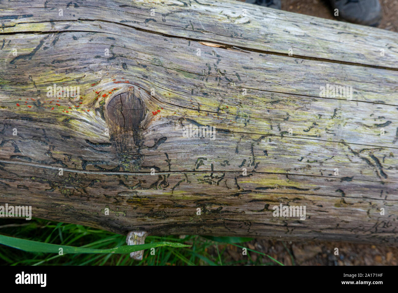 Tracks of bark beetles on a dead trunk of a spruce tree in a forest in Germany Stock Photo
