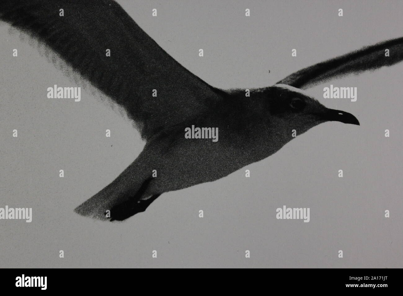 Fine black and white art photography from the 1970s of a seagull bird ...
