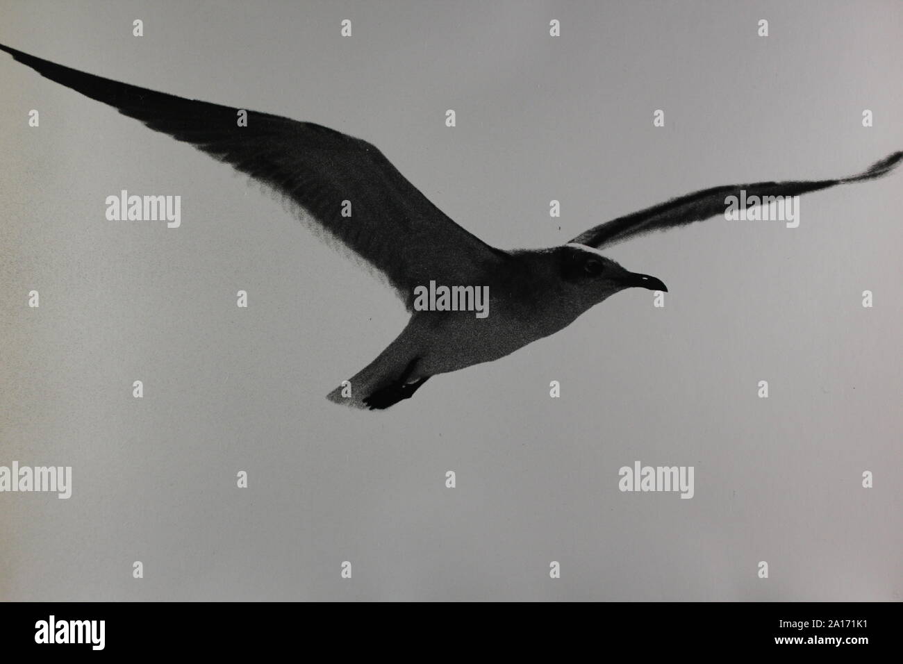 Fine black and white art photography from the 1970s of a seagull bird ...