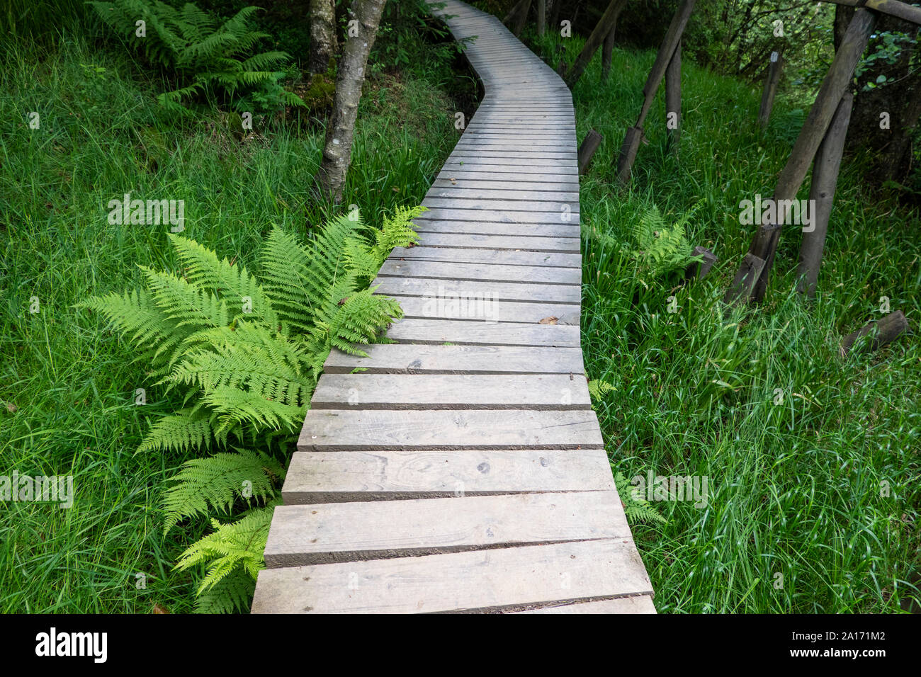 Belgium ,a planked walkway in  the German-Belgian Mational Park Hohes Venn Stock Photo